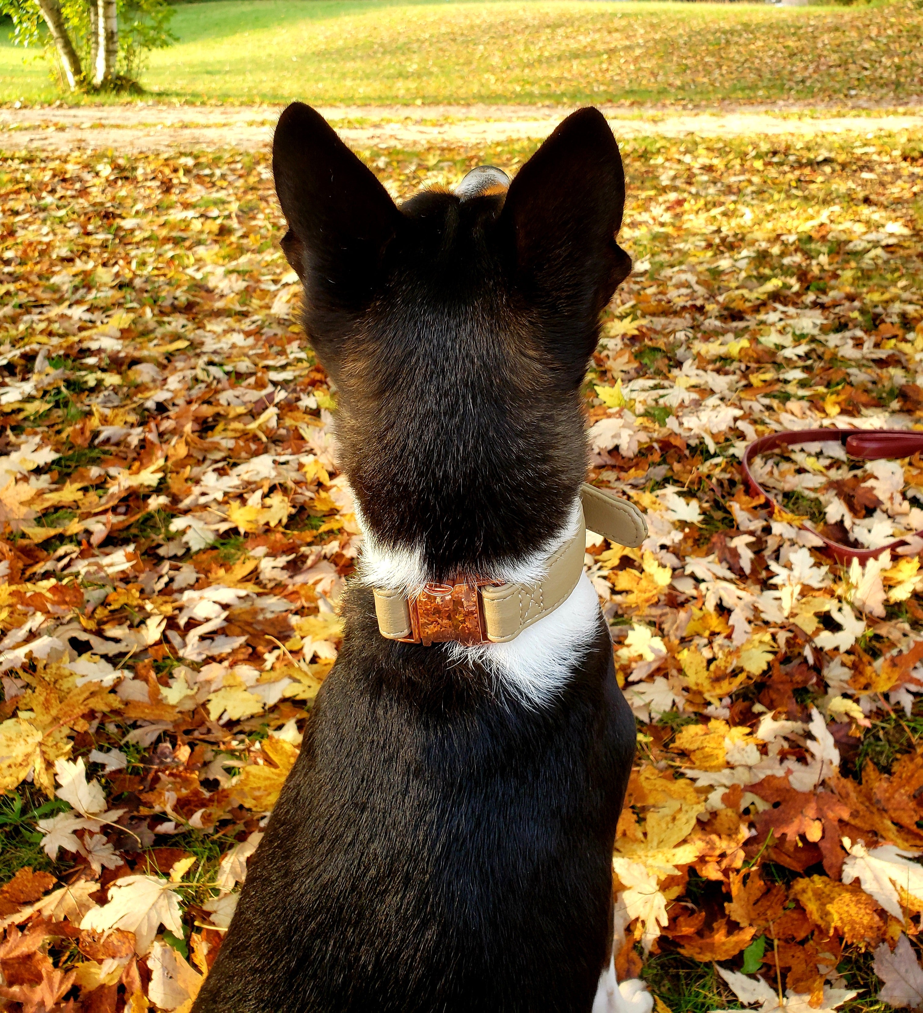 Cream Lux Cactus Leather Collar