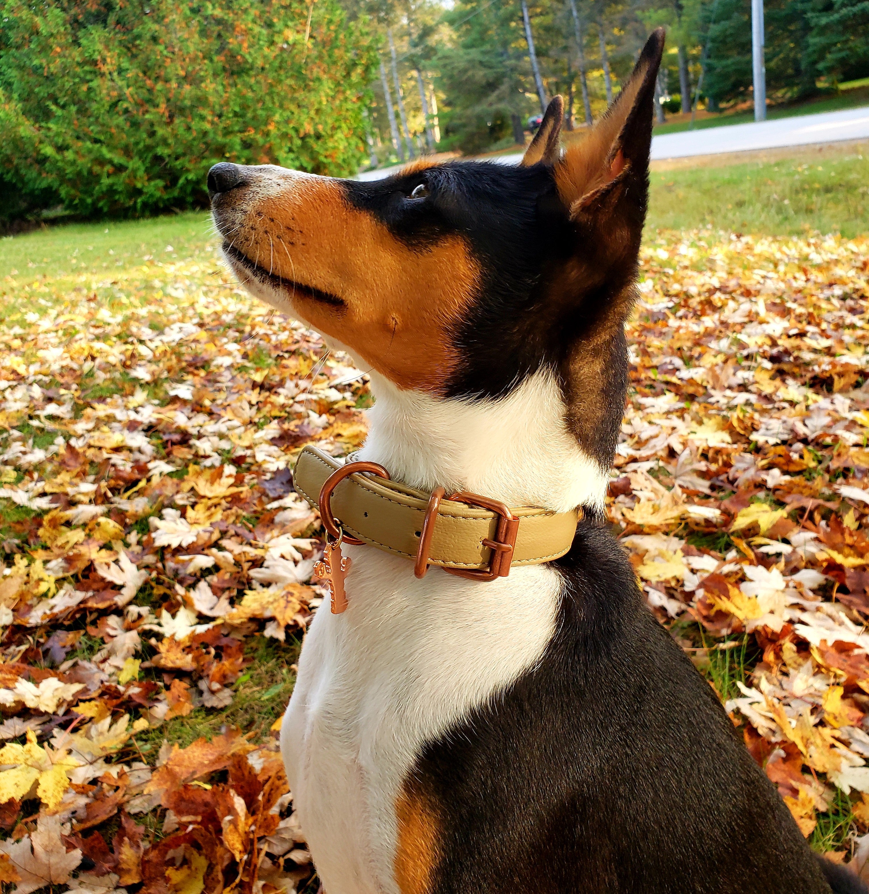 Cream Lux Cactus Leather Collar